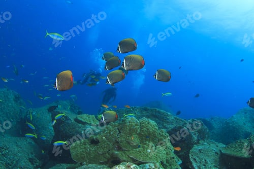 Preview: Butterflyfish And Scuba Divers On Coral Reef