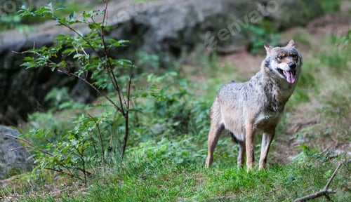 Preview: Wolf In The Bavarian Forest National Park, Bavaria, Germany