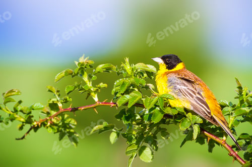 Preview: Cute Bird. Green Nature Background. Bird On Green Branch. Black Headed Bunting