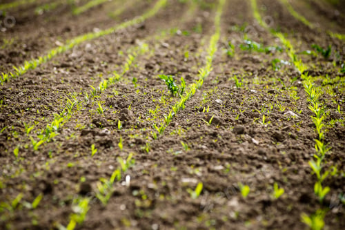 Preview: Cultivated Field In Bright Spring Day With Young Plants