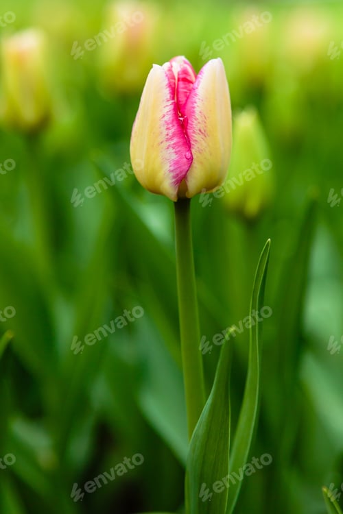 Preview: Beautiful Flower Of Tulip Sort Del Piero. Hybrids Of Tulips - A Beautiful Spring Bulbs. Growing