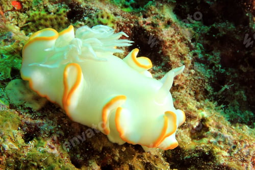 Preview: Nudibranch Sea Slug (Ardeadoris Egrettae)