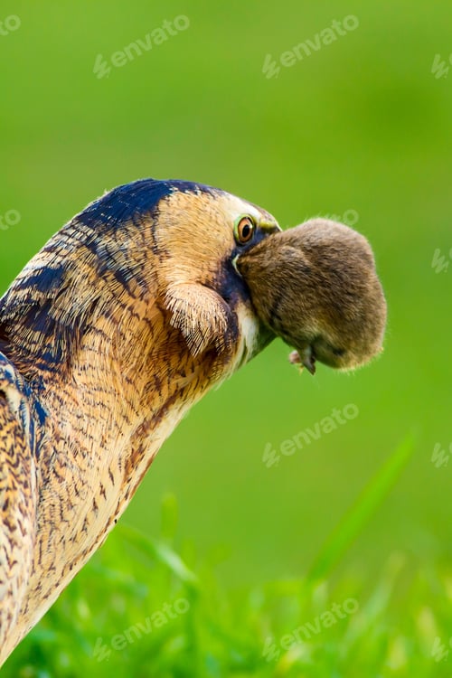 Preview: Wild Bird. Green Nature Background.