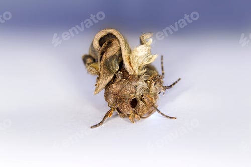 Preview: Moth Mocro Photo. White Blue Natural Background.