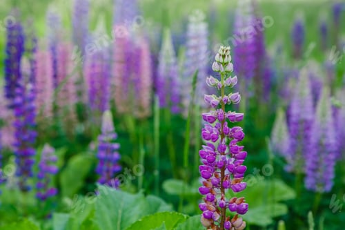 Preview: Lupinus, Lupin, Lupine Field With Pink Purple And Blue Flowers. Summer Flower Background
