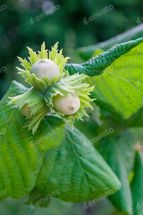 Preview: Hazelnut With Green Leaves On A Hazel Grove Branch.