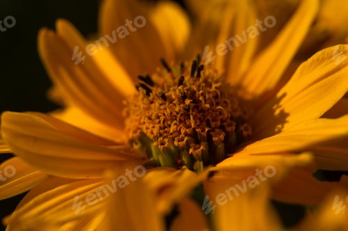 Preview: Bouquet Of Bright Yellow Flowers Heliopsis Helianthoides