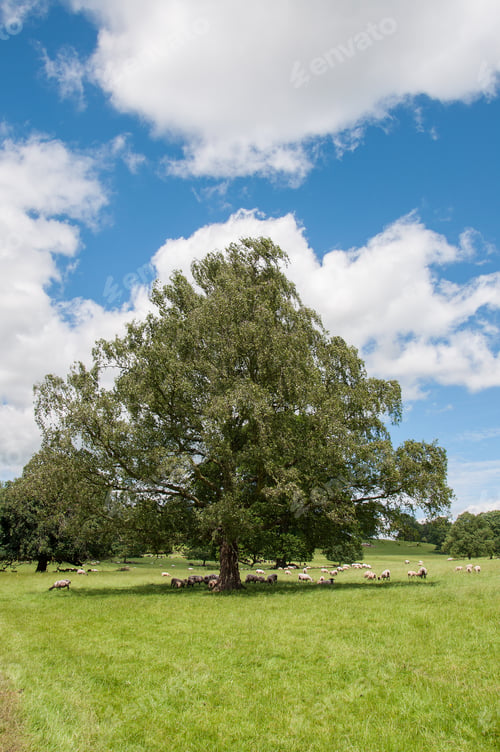 Preview: Sheep Relaxing Under The Summer Chestnut Tree.