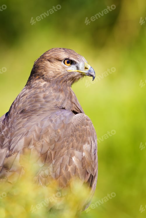 Preview: Bird Of Prey. Buzzard Portrait. Green Nature Background.