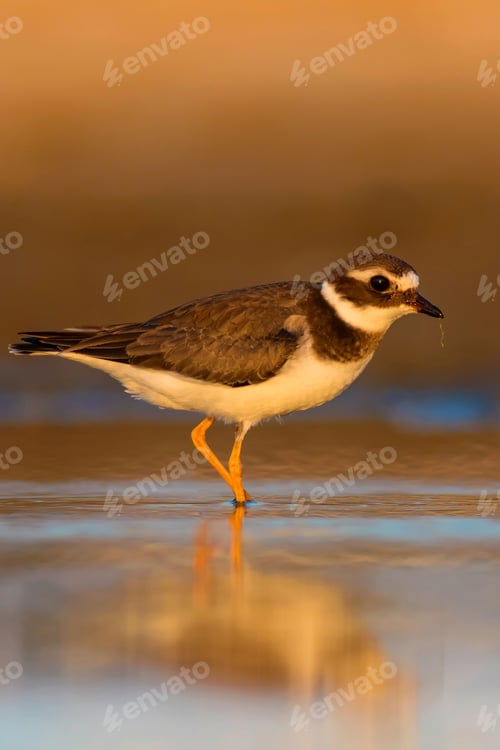 Preview: Cute Little Water Bird. Nature Background. Bird: Common Ringed Plover. Charadrius Hiaticula
