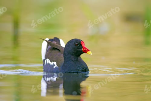 Preview: Nature And Bird. Cute Colorful Water Bird. Lake Habitat And Green Nature Background. Bird: Common