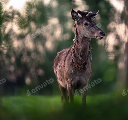 Preview: Solitary Red Deer Stag With Growing Antlers In Meadow Behind Bushes.