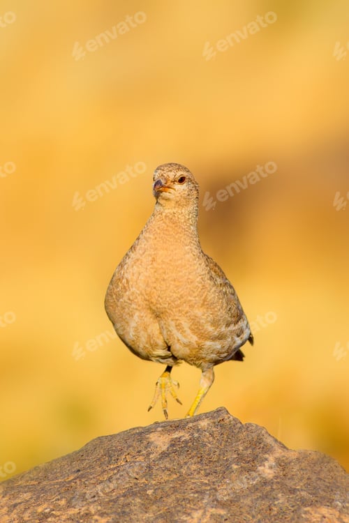 Preview: Partridge. Yellow Nature Background. Bird: See See Partridge. Ammoperdix Griseogularis.