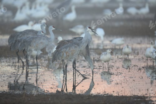 Preview: Sandhill Crane Bosque Del Apache Wildlife Reserve New Mexico Usa