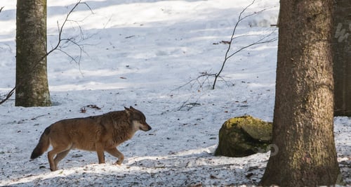 Preview: Wolf In The Bavarian Forest National Park, Bavaria, Germany