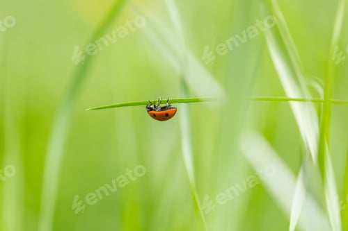 Preview: Ladybird Walking On Green Plant In Spring Day. Close Up Of Ladybug.
