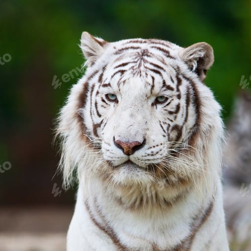 Preview: White Bengal Tiger