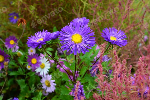 Preview: Vibrant Asters Blooming In The Garden