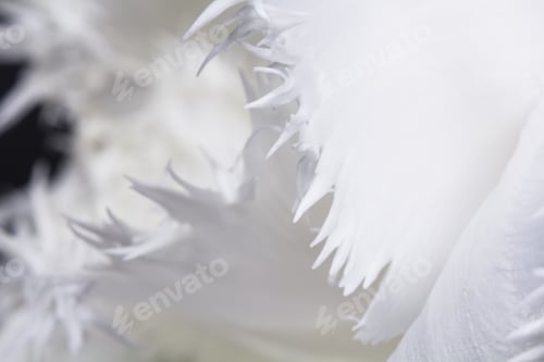 Preview: White, Beautiful Tulip With Details On Black Background