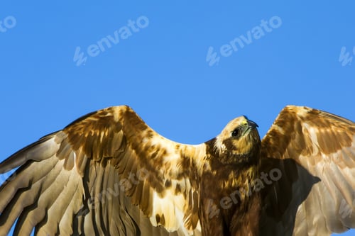 Preview: Flying Wild Bird. Freedom Nature. Bird Of Prey. Blue Sky Background. Bird: Western Marsh Harrier