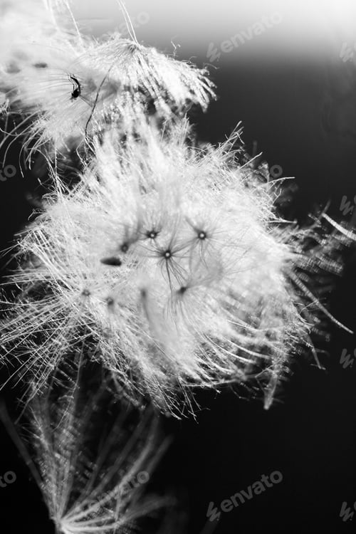Preview: Black And White, Abstract Composition With Dried Plants Seeds. Looks Like Dandelion Seeds