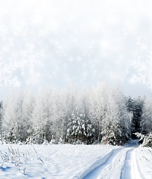 Preview: Winter Forest