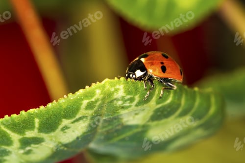 Preview: Cute Red Ladybird. Green Red Nature Background. Macro Photography.