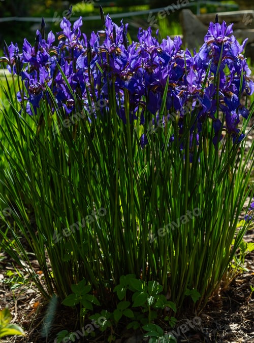 Preview: Iris Sibirica In Spring Garden. Purple Flowers Of Siberian Iris In Natural Background