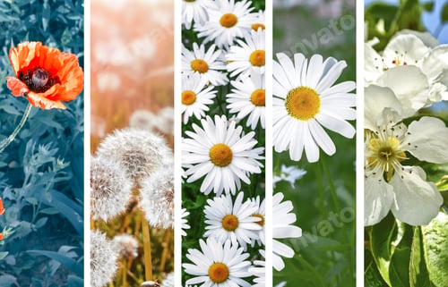 Preview: Collage Of Bright Colorful Spring Flowers. Sets
