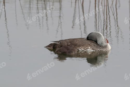 Preview: Red-Throated Loon (North America) Or Red-Throated Diver (Britain And Ireland) Iceland