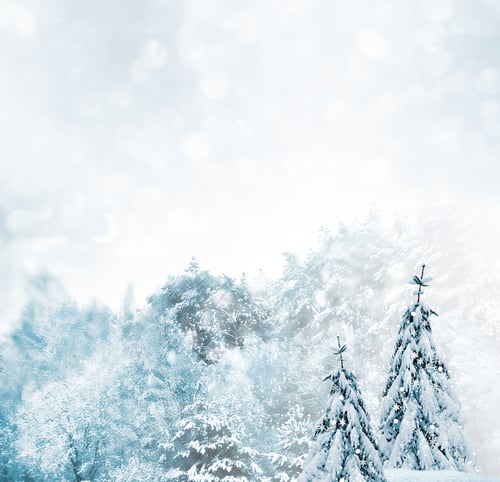 Preview: Forest In The Frost. Winter Landscape. Snow Covered Trees.