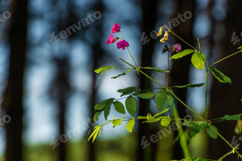 Preview: Beautiful Pink Flowers In The Forest, Armenia