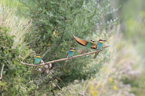 Preview: European Bee-Eater Baden Württemberg