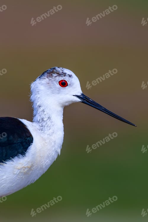 Preview: Common Water Bird Portrait. Colorful Natural Background. Bird: Black Winged Stilt. Himantopus