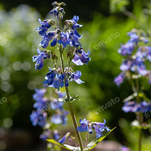 Preview: Penstemon ‘Heavenly Blue’ Perennial Garden Plant