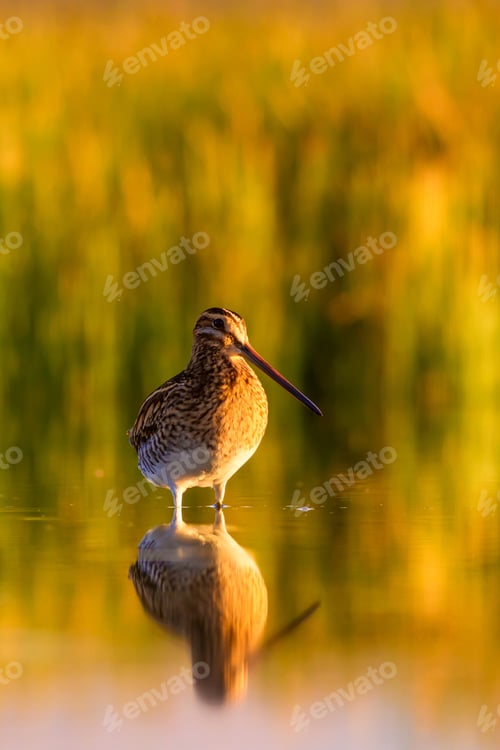 Preview: Sunset And Bird. Nature Bakcground. Bird: Common Snipe. Gallinago Gallinago.
