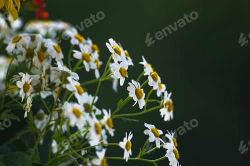 Preview: A Bouquet Of Bright Spring Flowers Of Various Types