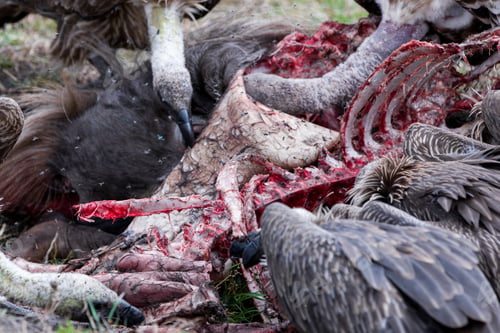 Preview: Vultures In The Maasai Mara National Park, Kenya
