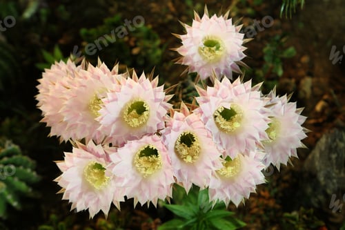 Preview: Beautiful Cactus Flowers With Details