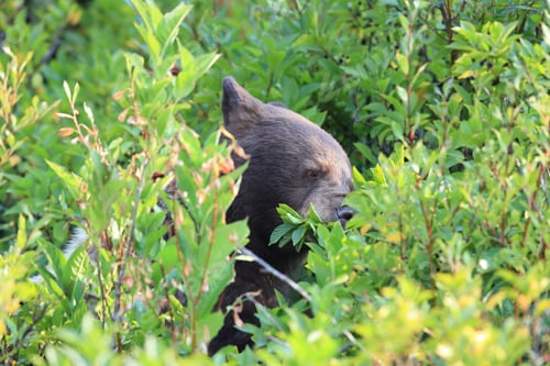 Preview: Grizzly Bear (Ursus Arctos Horribilis), Glacier National Park, Montana, United States Of America