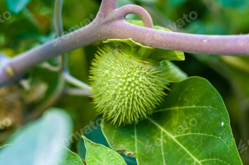 Preview: Devil'S Trumpet, Datura Metel, In The Garden, Close Up.