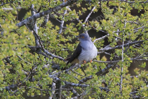 Preview: Common Cuckoo (Cuculus Canorus) Sweden