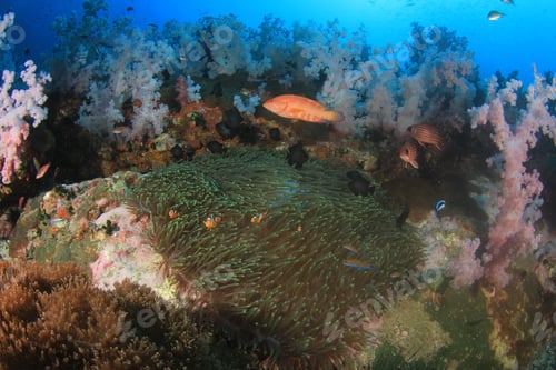 Preview: Underwater Coral Reef In Ocean