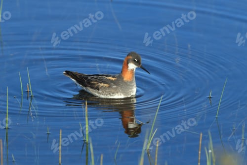 Preview: Red-Necked Phalarope (Phalaropus Lobatus) Iceland