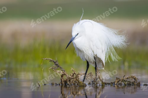 Preview: Beautiful White Heron. Colorful Water Habitat Background. Bird: Little Egret Egretta Garzetta.