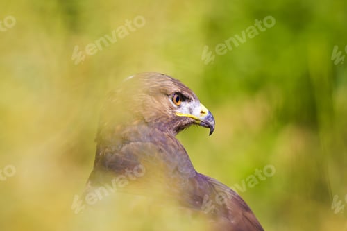 Preview: Bird Of Prey. Buzzard Portrait. Green Nature Background. Bird: Long Legged Buzzard. Buteo Rufinus.