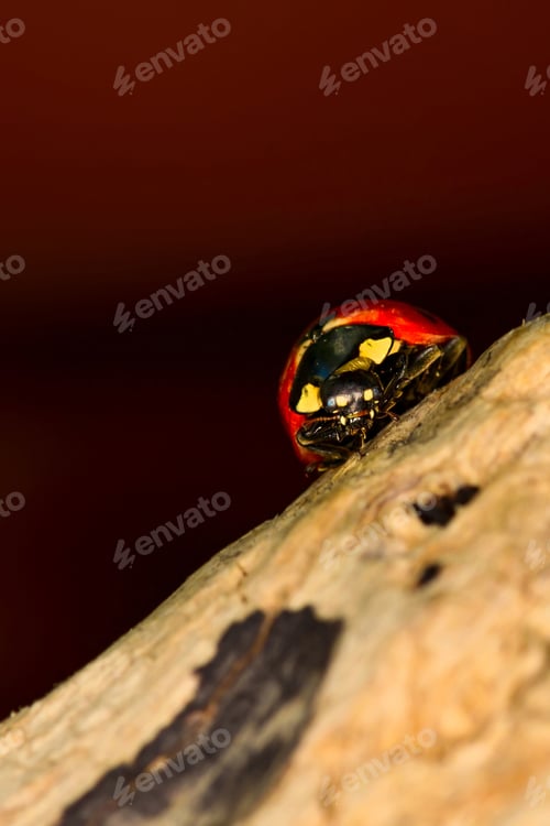 Preview: Cute Lady Bird. Natural Background. Ladybug.
