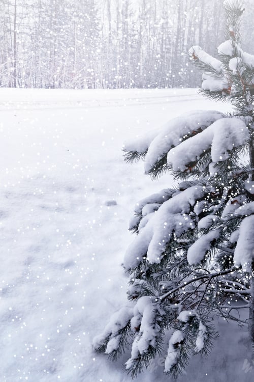 Preview: Forest In The Frost. Winter Landscape. Snow Covered Trees.