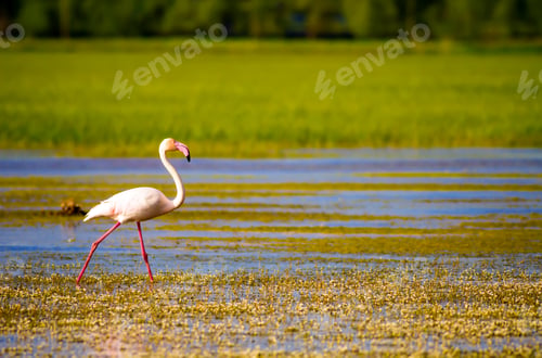 Preview: Colorful Bird Flamingo. Blue Green Nature Background.
