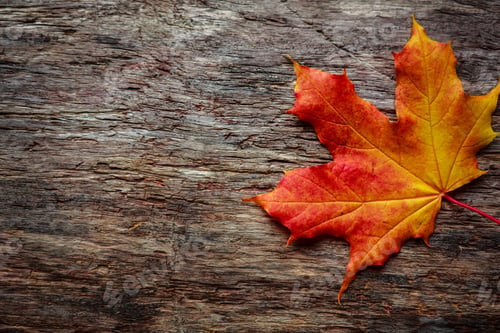 Preview: Beautiful Red And Yellow Autumn Maple Leaf On Old Vintage Surface, Wooden Background, Leaf Fall